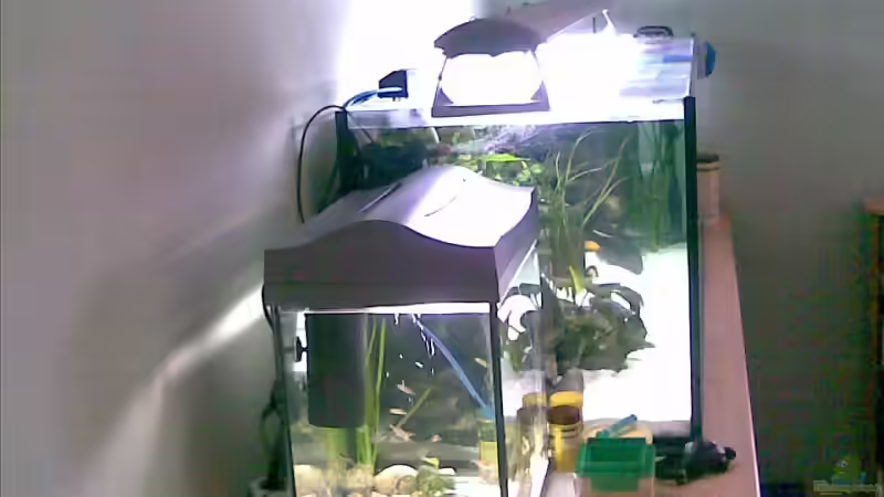 das Becken für Junge! durchgang zum 84l Becken von Michael Geigel (7)