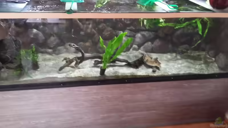 Das Becken habe ich gebraucht übernommen. Wurde mal von einem Aqua-Bauer angefertigt. von Micha Zoschke (2)