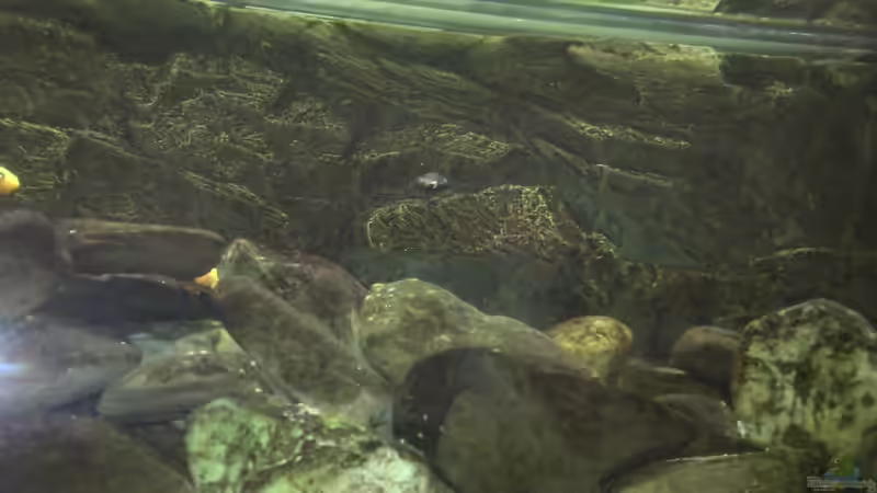 Das Becken hat eine 3D-Rückwand und Steinaufbauten aus Fluss-Steinen, zwischen denen sich die Fische verstecken können. von Rain (6)