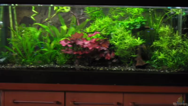 Das Becken hat ne Kiesblende und einen Kranz aus Multiplexplatte. Den Schrank hab von fischbusch (1)