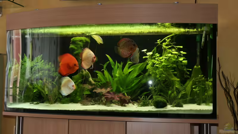 Das Becken heute von Thomas Brandt (4)