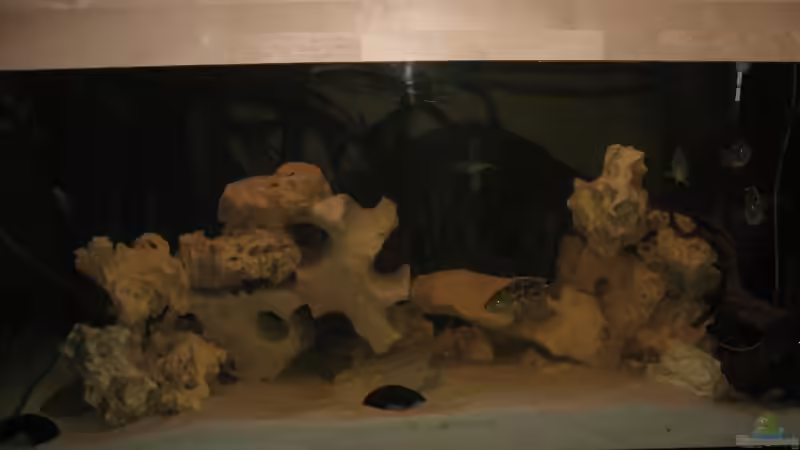 Das Becken himself von Christian Eyl (2)