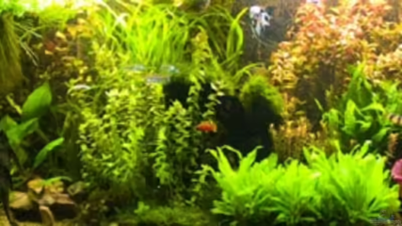 das Becken im September 2007 von Thomas Hermsdorf (3)