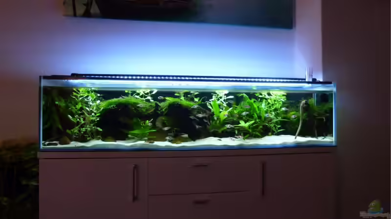 Das Becken im September 2013 von Berlin42 (24)