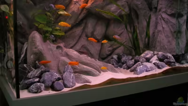 Das Becken im Wandel der Zeit. Hier ein Bild vom 28.07.2010 von Marco O. (56)