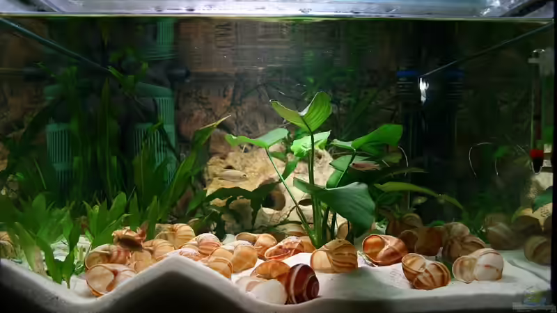 Das Becken in 2008 als Tanganjika-Becken mit Neolamprologus multifasciatus (Vielgestreifter von Micha (5)