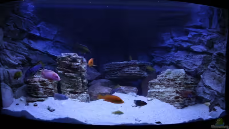 Das Becken in der Vollmondphase 15.11.08,nun ein wenig umgestellt und Vallisnerien von Florian Bandhauer (2)