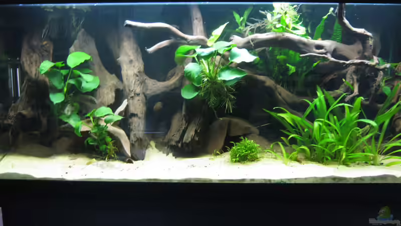 Das Becken in Frontalansicht (08.10.2010) von pekro (2)