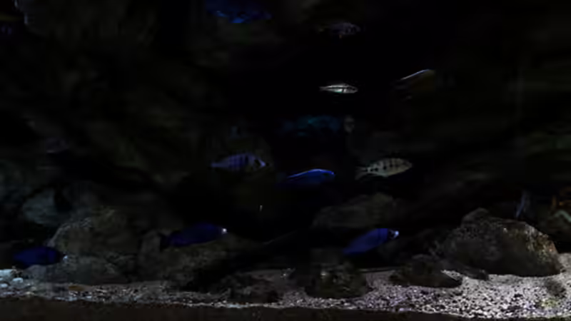 das Becken in gänze .. Big Bang Malawi [250x75x60] .. von AjakAndi (2)