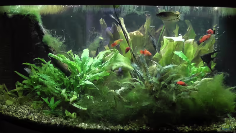 Das Becken in seiner vollen Pracht