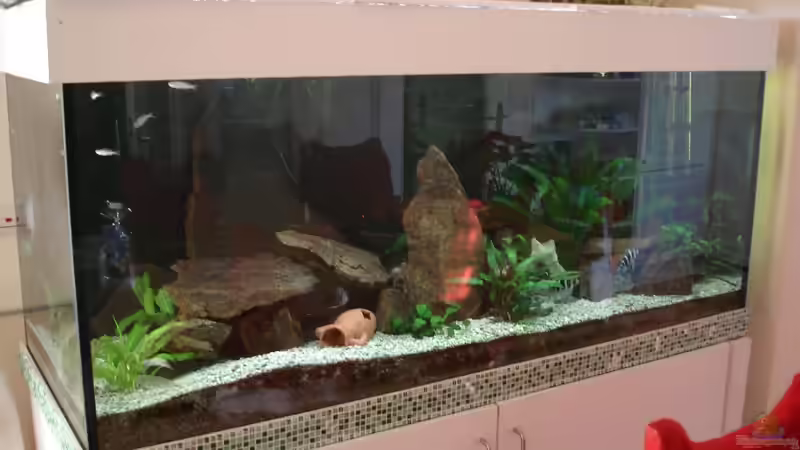 Das Becken in unserem Wohnzimmer von Benedikt Zimmermann (2)