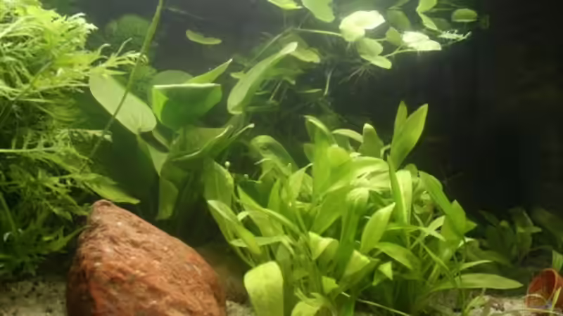 Das Becken ist klar Wasserwerte ok 26.11.2010 von Rotwein (5)