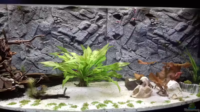 Das Becken ist voll. So sah es aus nachdem die Trübung sich gesetzt hatte. von AdrianSoS (24)