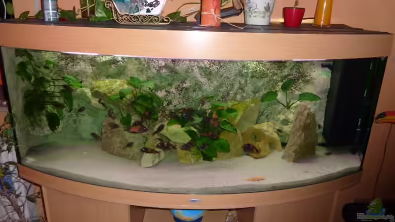 DAS BECKEN JUWEL VISION 450 von Matthias Müllich (1)