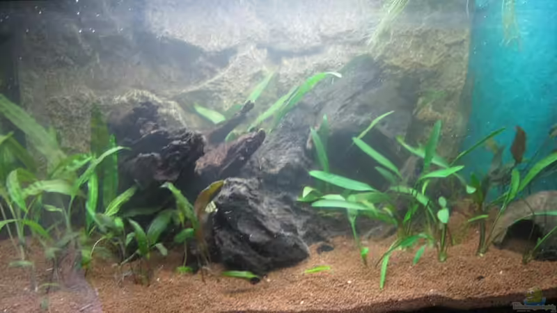 Das Becken kurz nach Bepflanzung von pekro (1)