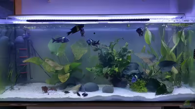 Das Becken kurz nach dem Start von Dukes Aquaristikexperimente (2)