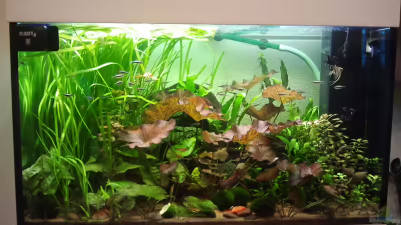 Das Becken (links sieht man zwischen den Pflanzen den Wasserzulauf für den Filter... das grüne Körbchen...) von Zebraschecke (4)