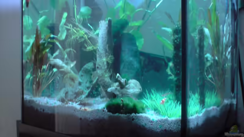 Das Becken meiner Freundin  von Dasy´s_Neelybecken (1)