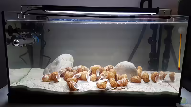 Das Becken mit den neuen Steinen und Schneckenhäusern. Ausserdem auch ein neuer von southheart (3)