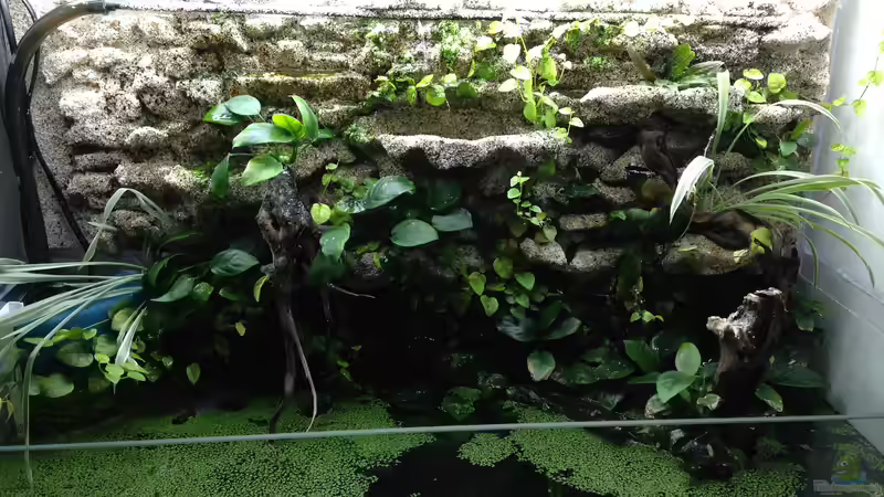 Das Becken mit fertiger Rückwand. Seitenwand und Filterverkleidung fehlen noch. von Stephi (14)