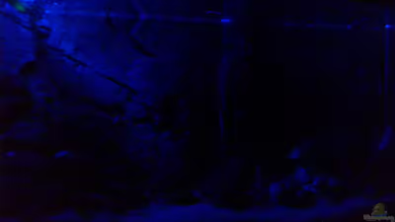 Das Becken mit Mondlicht von Capitan Hook (12)