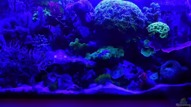 Das Becken mit Nachtbeleuchtung von Seewasserpanscher (3)