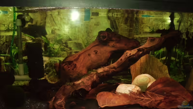 Das Becken nach 4 Wochen Einlaufzeit! von Stefan Bischoff (2)