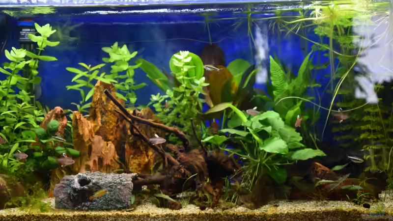 Das Becken nach 7 Wochen. von Acki50 (8)