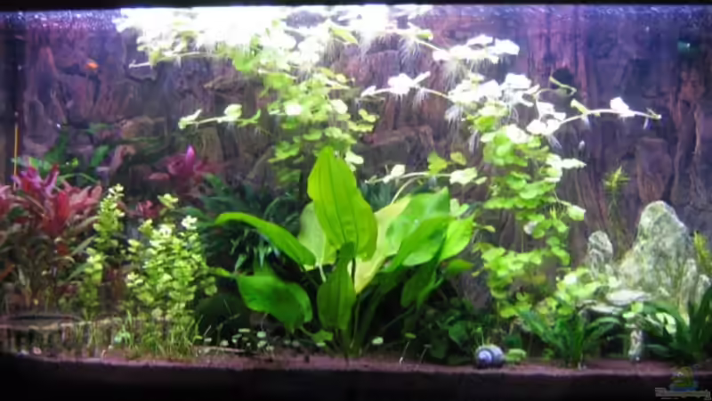 Das Becken nach der Umgestaltung von Aquarium-Bochum (2)