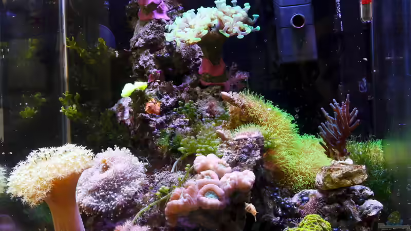 Das Becken nach etwa einem Jahr