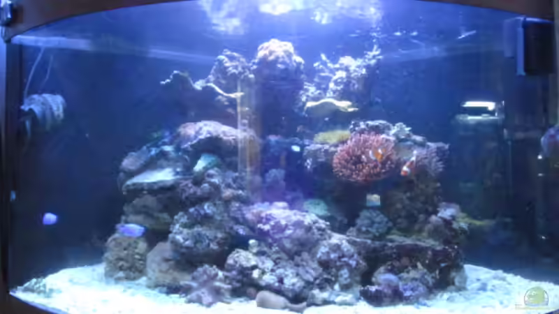 das Becken nach fast 2 Wochen Standzeit von Aqua_Art_Krefeld (7)