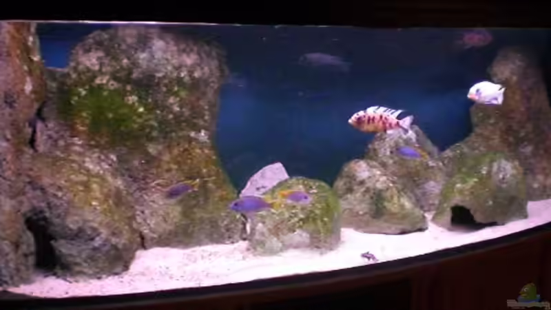 Das Becken nach vier Monaten von Aqua-Dirk (5)