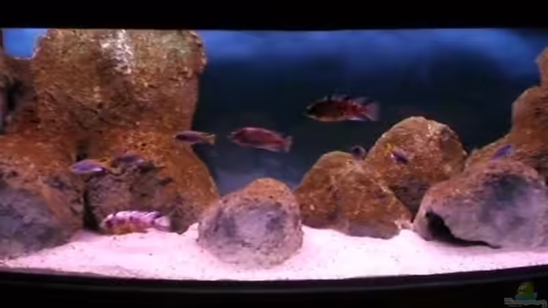 Das Becken nach zwei Monaten von Aqua-Dirk (4)