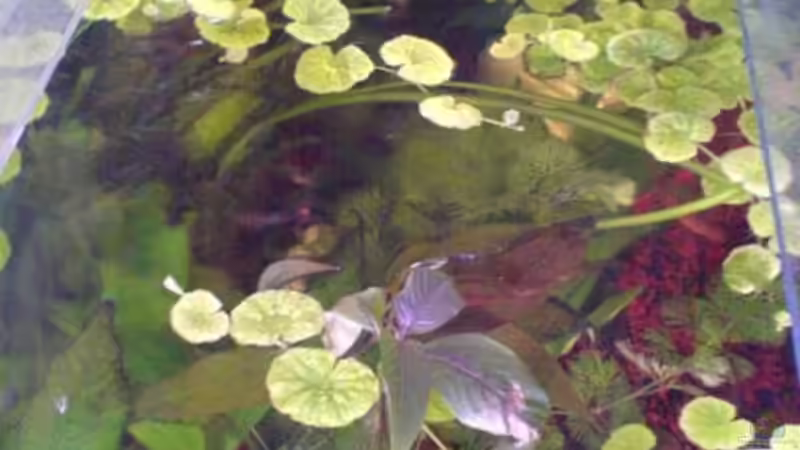 das Becken ohne Abdeckung von Thomas Riemenschneider (3)