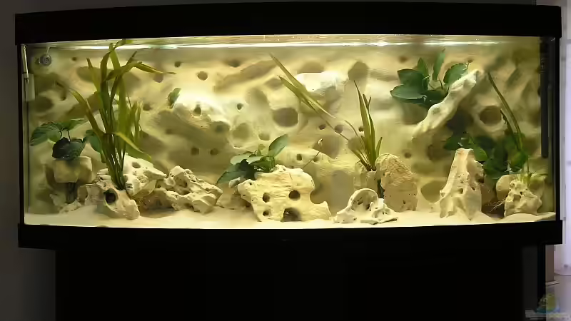 Das Becken ohne Fische in der Einlaufphase von Mario Latschein (2)