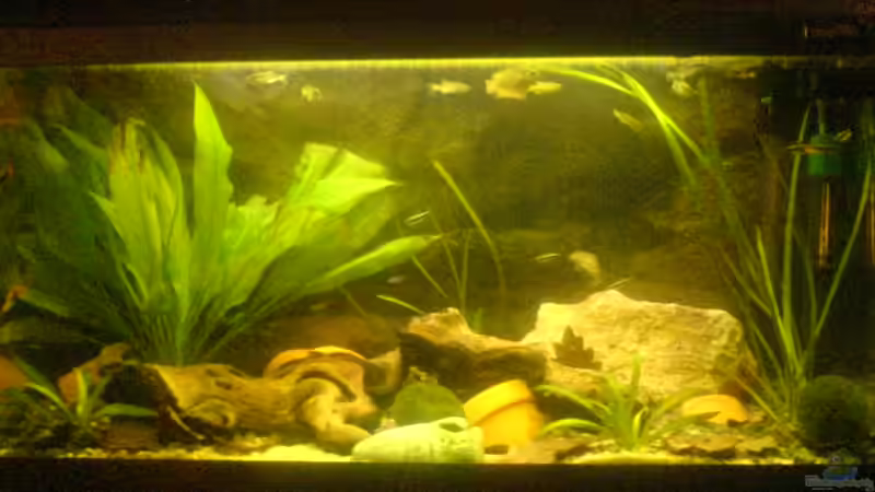 Das Becken sieht leider sehr trüb aus das liegt leider an der Wasserlinsenschicht und meiner schlechten Kamera!!!!!