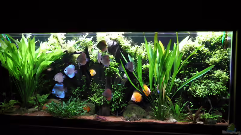 das Becken steht jetzt 9 Monate von Armin Sauer (1)