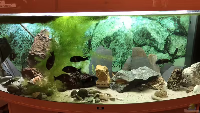 Das Becken steht seit 2003 oder 2004 bei mir... Juwel ist eine prima Marke! von Helga Kury (3)