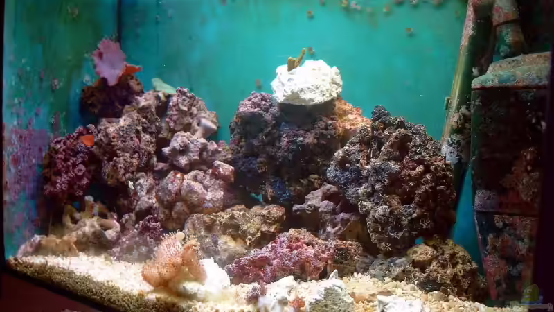 Das Becken von Christian Dresel (1)