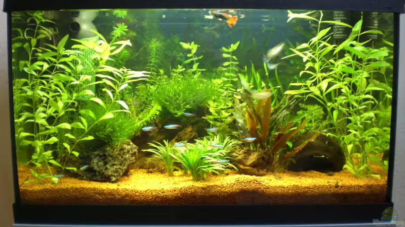 Das Becken von ChrisW (1)