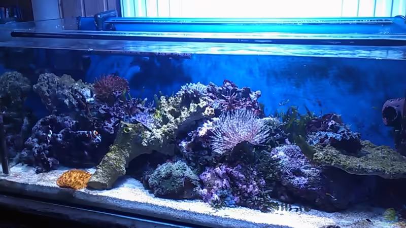 Das Becken von Daniel Lopez (1)