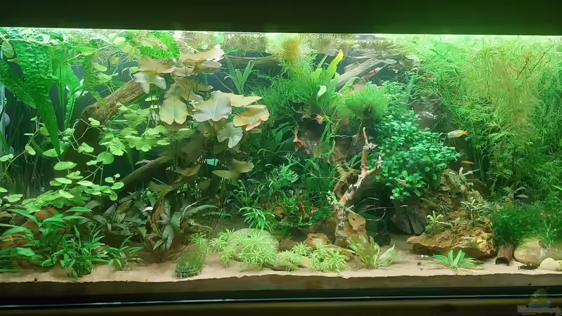 Das Becken von DaniJeep (2)