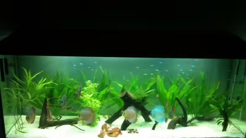 das Becken von Diskus94 (2)