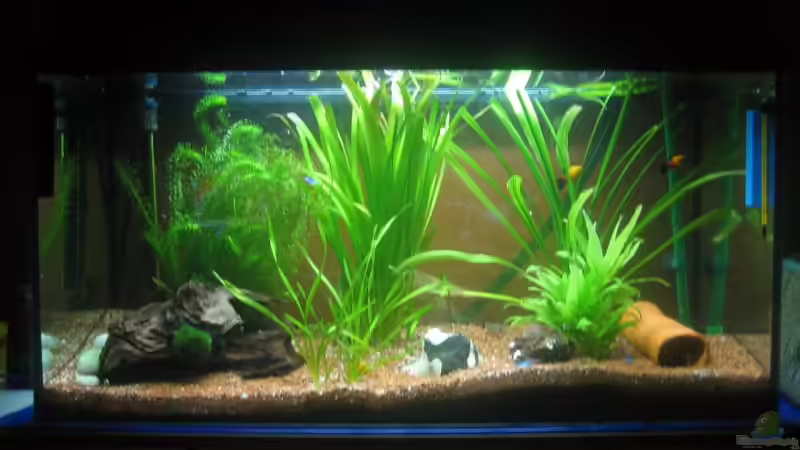 Das Becken von Frank Förster