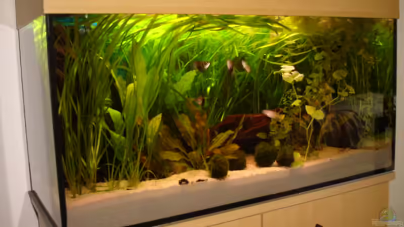 Das Becken von Hendrik (2)