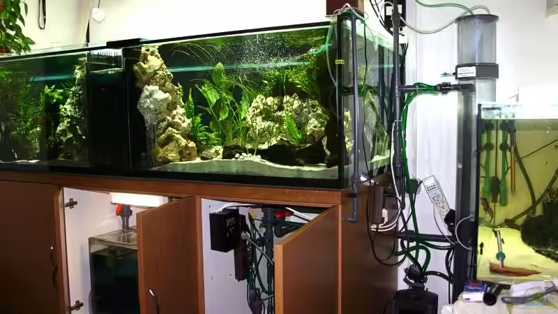 Das Becken von hinten im Nebenraum. Rechts ein 200 l Quarantänebecken. von Ingo (7)