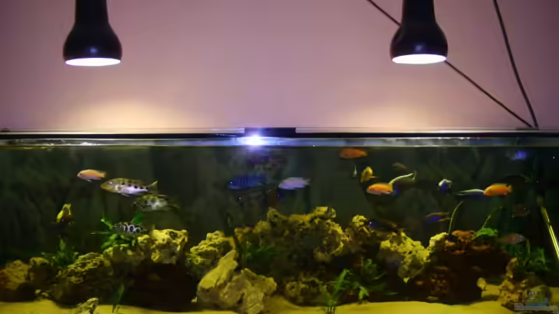 Das Becken von Hollywood (1)