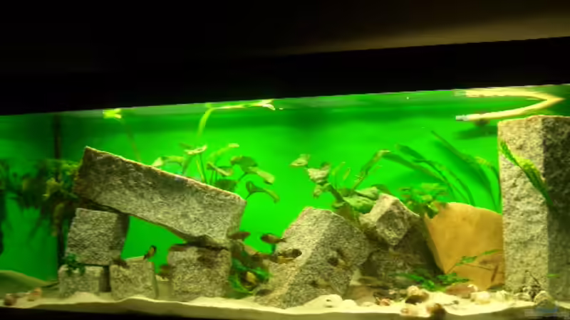 Das Becken von Manuel Oswald (2)