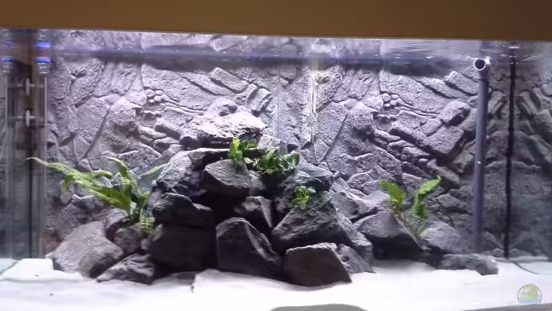 Das Becken von Martin Drechsler (1)