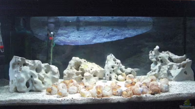 das Becken von Max94 (1)